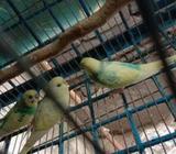 রানিং বাজিগার বাচ্ছা সাথে আছে ২ টà¦
