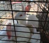 Rabbits