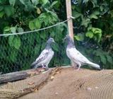 Pakistani banky new adult pair