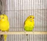 2জোরা নিলে এডেল ১জোরা বাচচা ফিরà¦