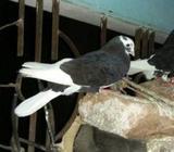 গোররা কবুতà¦