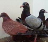 চিলা বেবী 1 পেয়ার ।রেছার পেয়ারà¥