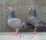 1 pair kachkora nila chuithal hyrdrolic Z-spring