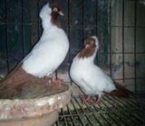 Red nun adults