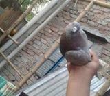 গোলা কবুতà¦