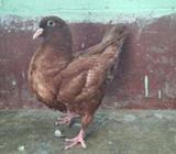 রেড কিং সিঙ্গেল বেবà¦