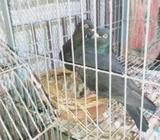 কবুতর,ব্রিক্রি করব,ব্ল্যাক ডায়মন্ড রেসাà¦