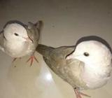 ঘুঘু পাখà¦