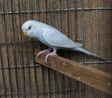 Rainbow producing Female Sell
