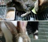 Rabbit সারে ৪ মাস বয়স কোন প্রকার সমস্যা নাই কিনলে সরাসরি কল করুà¦