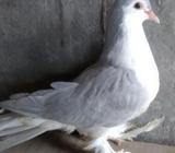 সিলভার সিরাজী ৪ পর মাদà¦