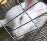 Rabbit