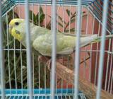 Mouve Rainbow Male