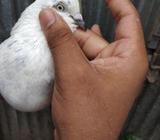 কালদোম মাদà¦