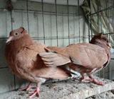 লাল বোম্বাইয়à¦