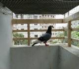 Big size Male