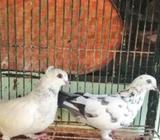 গিরিবাজ কবুতà¦