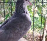 মাস্টার পেয়ার সিরাজà¦