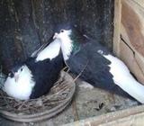 কালো সিরাজà¦