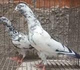 শাহারানপুরি টুপিদাà¦