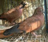 lal chilla