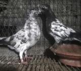 সাফ চিলা রাণিংà¥