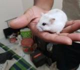 Winter White Hamster