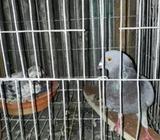 ভাল জাতের কবোতর একজোরা ডিম সà¦