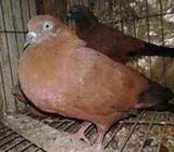 red chilla