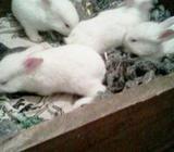 Rabbit sale