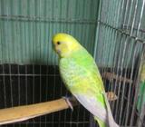 Breeding Budgies