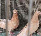 পিউর ঘিয়াসুলি এক জোড়à¦