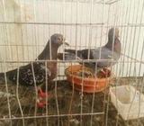 বাচ্চাসহ একজোড়া রেসার হোমা কবুতà¦