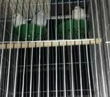 ডায়মন্ড ঘুঘু পাখà¦