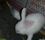 rabbit