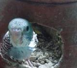 tame budgerigar baby