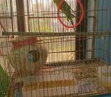 একজোড়া বাজিগর বিক্রি হবà§