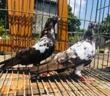 গিরিবাজ কবুতà¦
