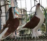 লাল সিরাজি নিউ এডাল্ট ৭/৮পর পেয়াà¦