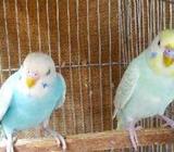 rainbow producing pair