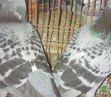 সিলভার হোমা কবুতর বিক্রà¦