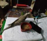 grey cockatiel
