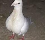 হোমা রানিং নà¦