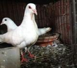 সাদা বাগদাদি হোমà¦
