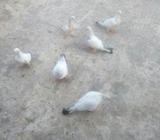 হাইফ্লাই বেবি বিক্রà§
