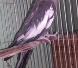 কোকাটেল রানিং পেয়াà¦