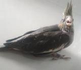 TAME SIZE GREY ককাটেল পাখিà¥
