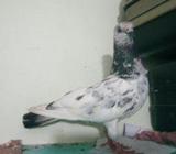 গিরিবাজ কবুতà¦