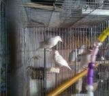 জাভা ২ মাà¦