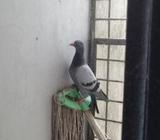 হুমা কবুতà¦